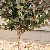 Diabolo Ninebark Tree Form - Nature Hills Nursery - 4 - 5 Feet Bareroot - 