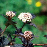 Diabolo Ninebark Tree Form - Nature Hills Nursery - 4 - 5 Feet Bareroot - 