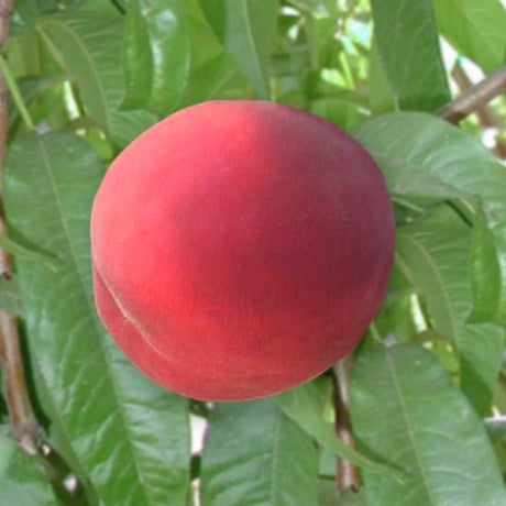 Diamond Princess Peach Tree - Nature Hills Nursery - Paper Pot 4 - 5 Feet - 