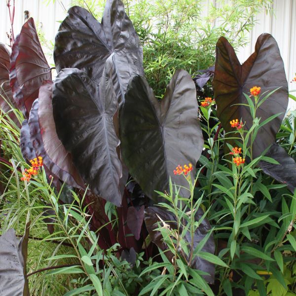 Diamond Head Elephant Ears