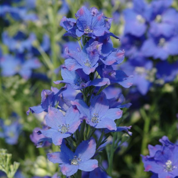 Diamonds Blue Dwarf Delphinium