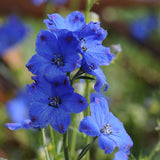 Diamonds Blue Dwarf Delphinium