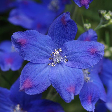 Diamonds Blue Dwarf Delphinium - Perennial - Nature Hills Nursery - 1 Container - 