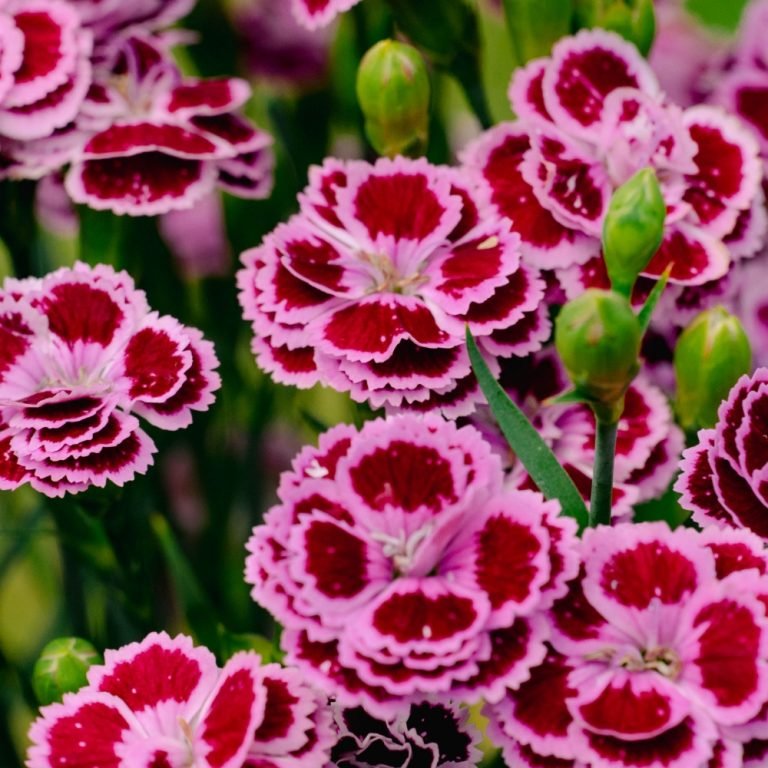 Delilah™ Bicolor Purple Dianthus