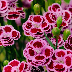 Delilah™ Bicolor Purple Dianthus
