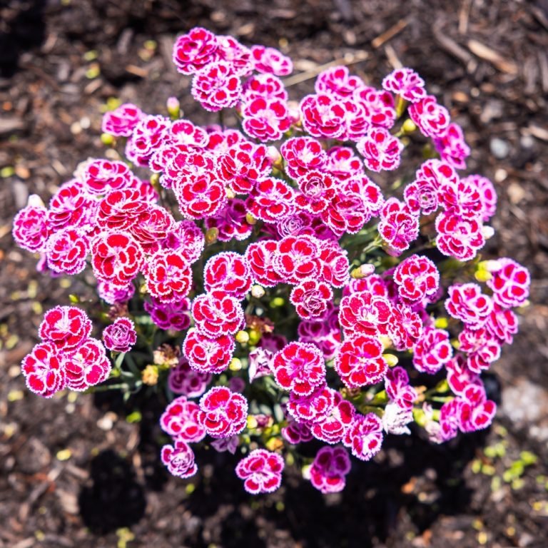 delilah plant indoor Delilah Bicolor Purple Dianthus | Fragrant Blooms