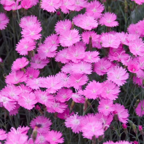 Close-up of pink dianthus flowers on Firewitch Dianthus.