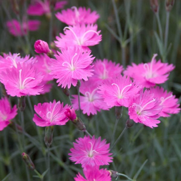Perennial foliage of Firewitch Dianthus (Dianthus gratianopolitanus 'Firewitch') in a garden setting.