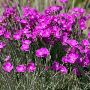 Firewitch Dianthus (Dianthus gratianopolitanus 'Firewitch'), a perennial featuring pink flowers and perennial.