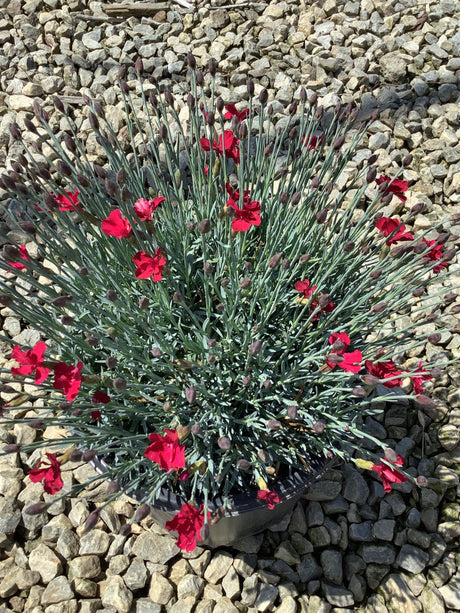 Dianthus Frosty Fire in bloom with vivid red flowers and silver-blue foliage in a 19cm pot, set against a gravel background