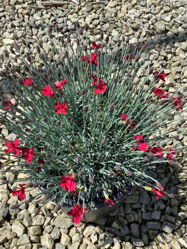 Dianthus Frosty Fire in bloom with vivid red flowers and silver-blue foliage in a 19cm pot, set against a gravel background