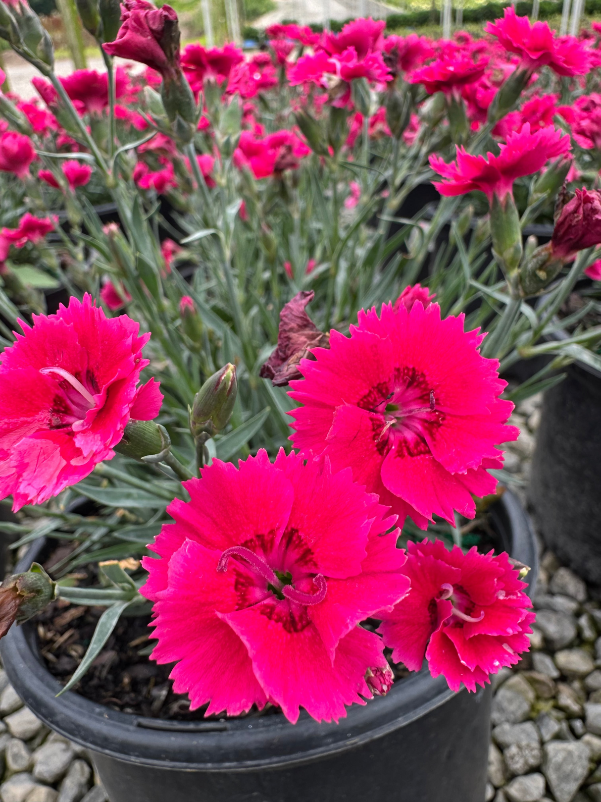EverBloom™ Red Delicious Dianthus