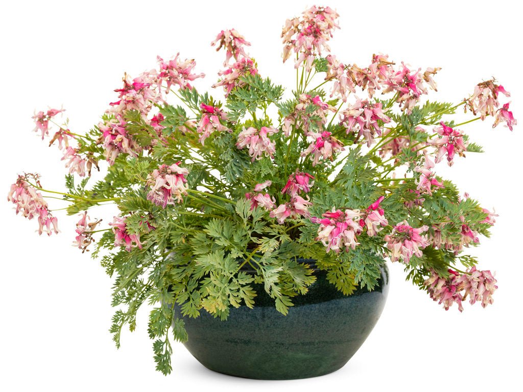 Pink Diamonds Bleeding Heart