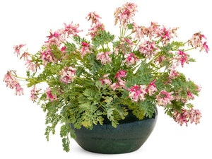 Pink Diamonds Bleeding Heart