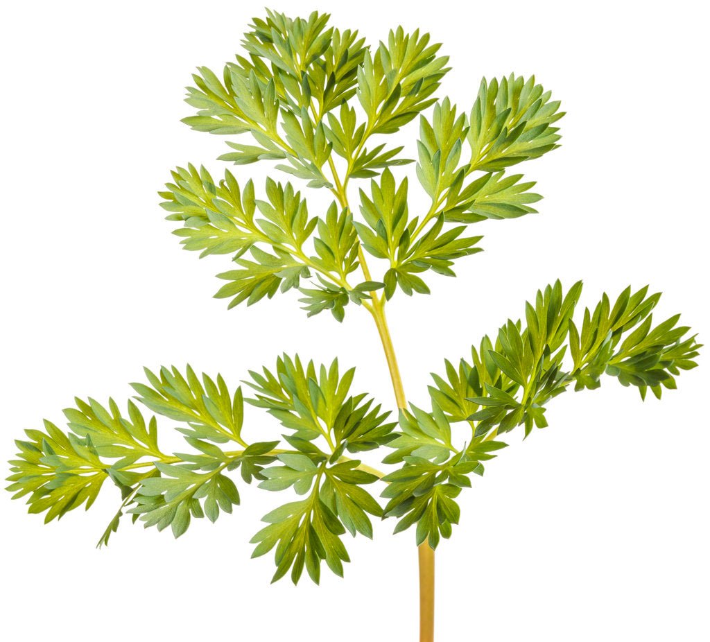 Pink Diamonds Bleeding Heart