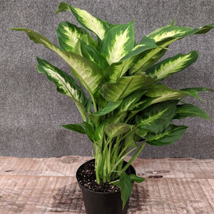 Dieffenbachia - Nature Hills Nursery - 4 Inch Container - 