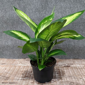 Dieffenbachia - Nature Hills Nursery - 4 Inch Container - 