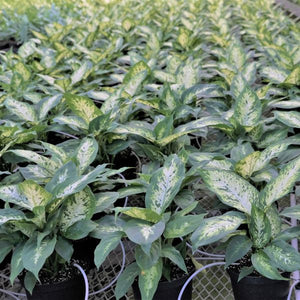 Dieffenbachia - Nature Hills Nursery - 4 Inch Container - 