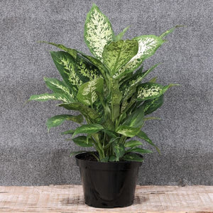 Dieffenbachia - Nature Hills Nursery - 4 Inch Container - 