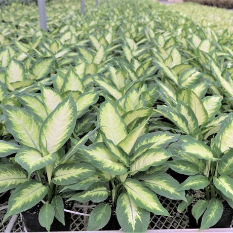 Dieffenbachia