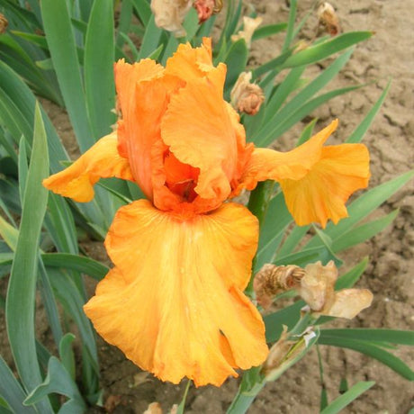 Disco Music Tall Bearded Iris - Nature Hills Nursery - Bareroot - 