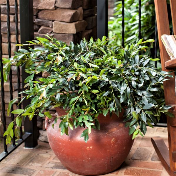 Vintage Jade Distylium