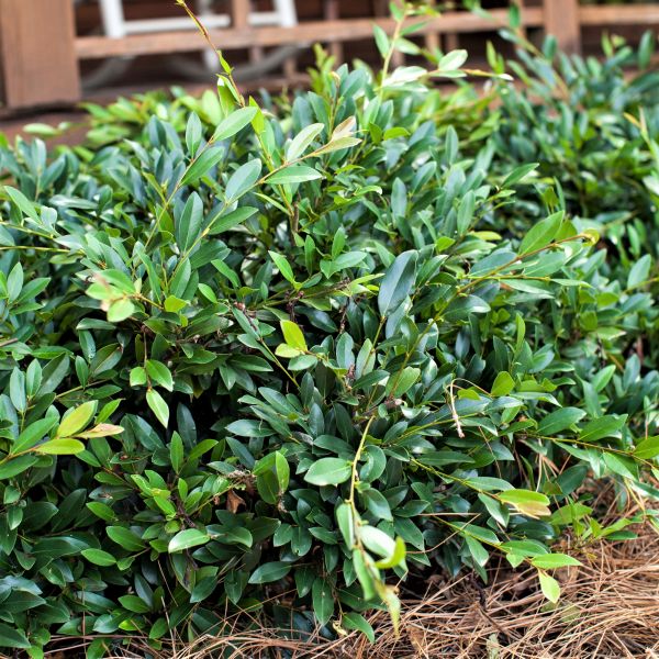 vintage jade distylium companion plants Vintage Jade Distylium