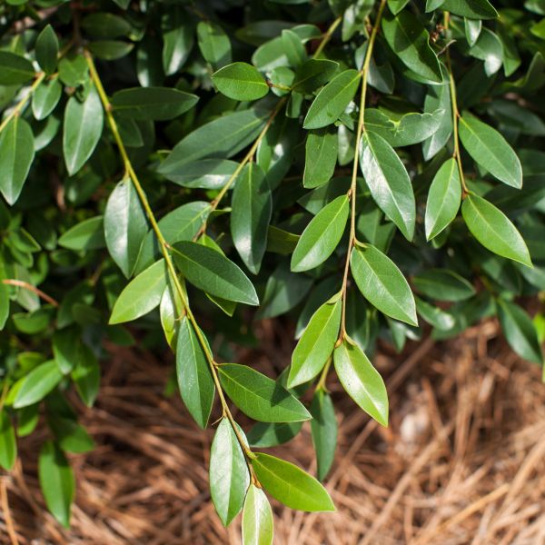vintage jade plant Vintage Jade Distylium