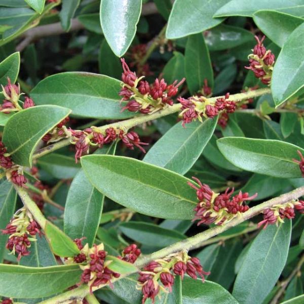 vintage jade distylium plant Vintage Jade Distylium