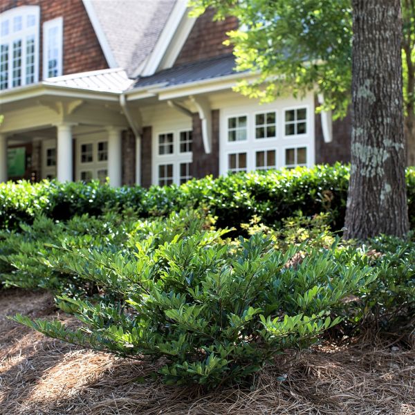 jade plant shrub Vintage Jade Distylium