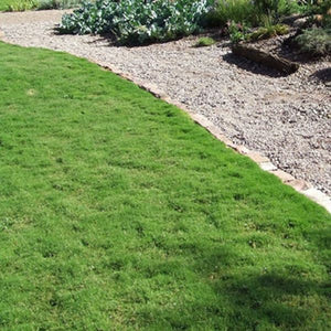 Dog Tuff &trade; Bermudagrass Plugs - Nature Hills Nursery - 70 Plug Tray - 
