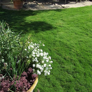 Dog Tuff &trade; Bermudagrass Plugs - Nature Hills Nursery - 70 Plug Tray - 