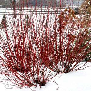 Deciduous foliage of Arctic Fire® Red Redosier Dogwood (Cornus sericea 'Farrow') in a garden setting.