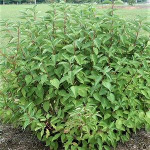 Arctic Fire® Red Redosier Dogwood (Cornus sericea 'Farrow') growing in a garden landscape, showing mature shrub form.