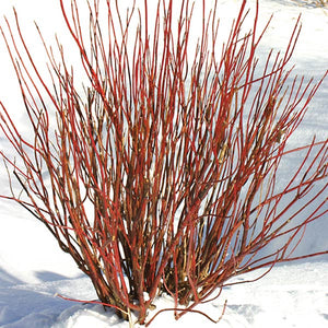 Arctic Fire® Red Redosier Dogwood (Cornus sericea 'Farrow'), a shrub featuring white flowers and deciduous.
