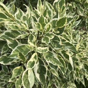 Ivory Halo® Dogwood (Cornus alba 'Bailhalo') growing in a garden landscape, showing mature shrub form.