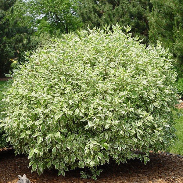 Ivory Halo® Dogwood (Cornus alba 'Bailhalo'), a shrub featuring white flowers and deciduous.