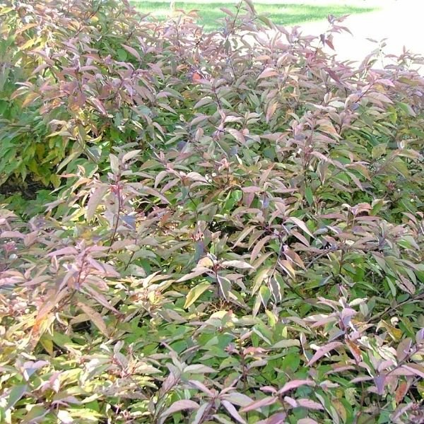 Close-up of white cornus flowers on Muskingum® Dogwood blooming in early summer to late summer.