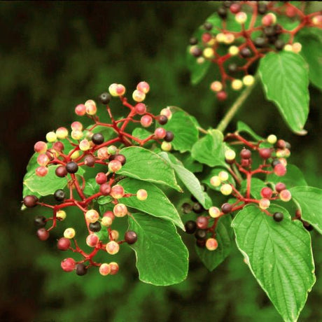 Close-up of yellow cornus flowers on Pagoda Dogwood blooming in early spring to late spring.