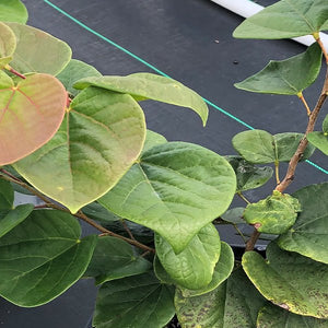 Don Egolf Chinese Redbud Tree - Nature Hills Nursery - #2 Container - 