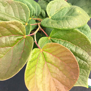 Don Egolf Chinese Redbud Tree - Nature Hills Nursery - #2 Container - 