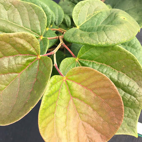 Don Egolf Chinese Redbud Tree - Nature Hills Nursery - #2 Container - 