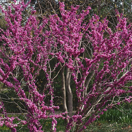 Don Egolf Chinese Redbud Tree - Nature Hills Nursery - #2 Container - 