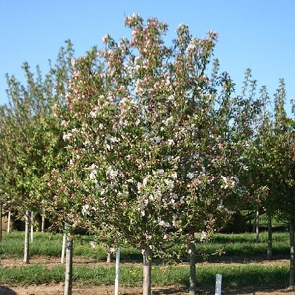 Donald Wyman Crabapple