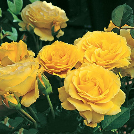 Doris Day&reg; Floribunda Rose Tree - Nature Hills Nursery - #5 Container 5 - 6 Feet - 