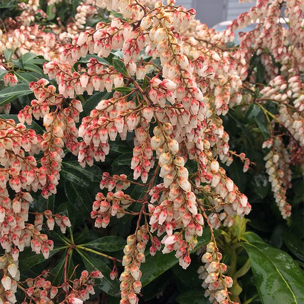 Dorothy Wycoff Pieris (Pieris japonica 'Dorothy Wycoff'), a shrub featuring pink flowers and deciduous.