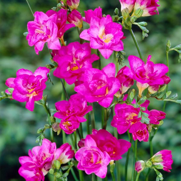 Double Blooming Pink Freesia - Nature Hills Nursery - 25 Pack Bulbs - 
