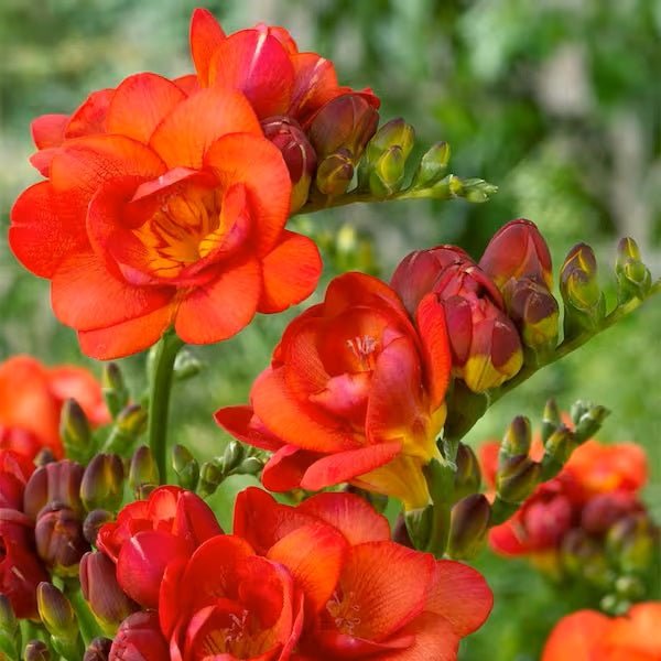 Double Blooming Red Freesia - Nature Hills Nursery - 25 Pack Bulbs - 