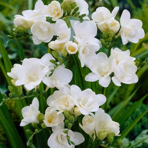 Double Blooming White Freesia - Nature Hills Nursery - 25 Pack Bulbs - 