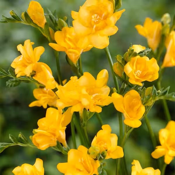 Double Blooming Yellow Freesia - Nature Hills Nursery - 25 Pack Bulbs - 